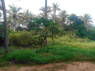 agri land denkanikottai